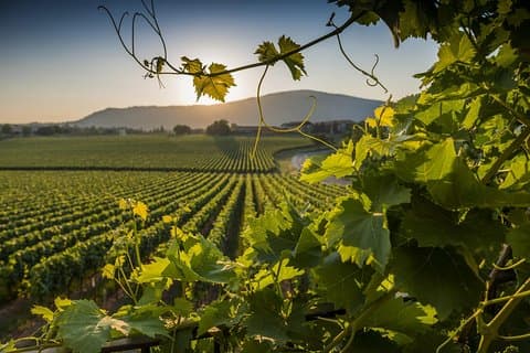 Från Rom: Privat dagstur i Toscana