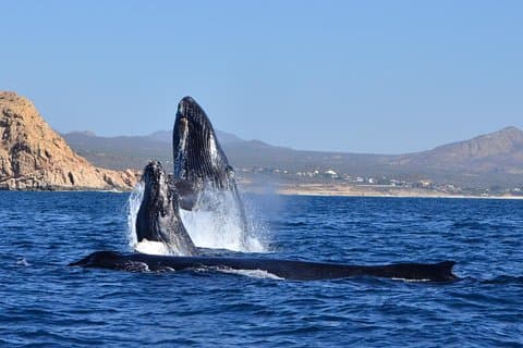 Zodiac Whale Watch with Marine Biologist in Cabo San Lucas