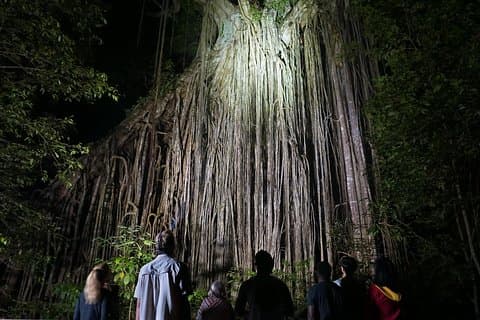 Atherton Tablelands Rain Forest di notte da Cairns