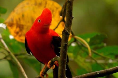 Manu Jungle Exploring : avventura di 5 giorni nella foresta amazzonica e nuvola