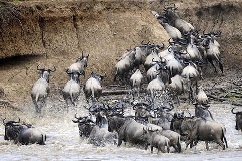 Safari privado de 3 dias no Parque Nacional Serengeti