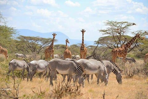 3 Tage Samburu National Reserve