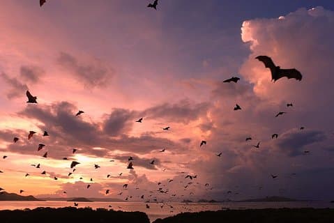 Atrações em Kalong Island