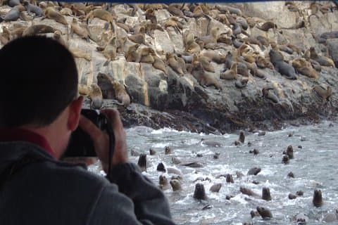 Swimming with Sea Lions in Lima