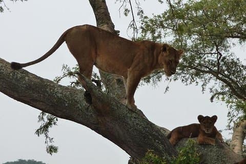 3 jours Safari en Ouganda dans le parc national de la Reine Elizabeth