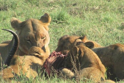 Chobe Safari Game Drive: volledige dag