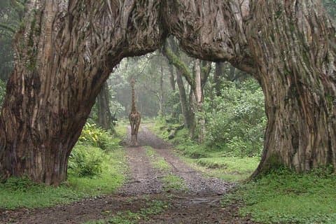 Safari di gruppo di 1 giorno nel parco nazionale di Arusha