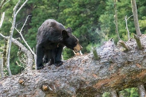 Private Yellowstone-Wolfsbeobachtung und Wildtiersafari + Mittagessen