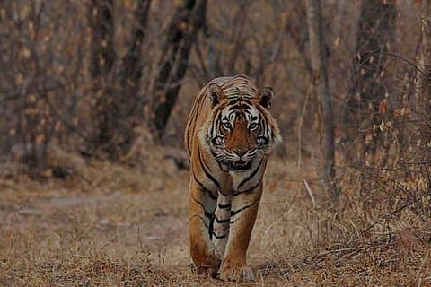 Jaipur to Ranthambore one way drop service
