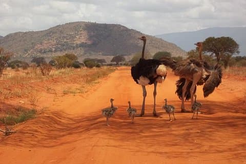 3 jours de safari à l'éléphant rouge