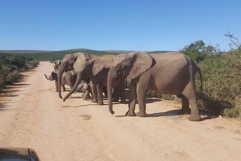 Hela dagen stora 5 addo Safari