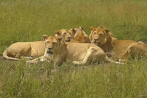 Budget Safari di 4 giorni per vedere la grande migrazione