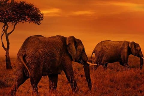 4 Days Northern Circuit lodge safaris