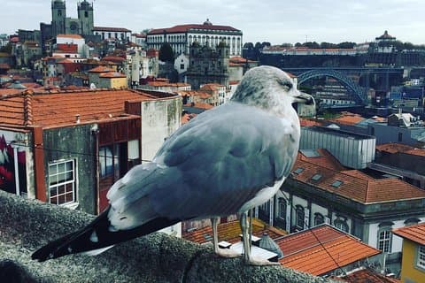 Visite HD Porto 4 heures