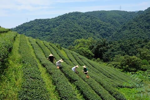 Yilan Rural Tea Picking Experience från Taipei City