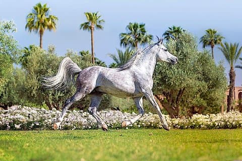 En Marrakech: experiencia de montar a caballo