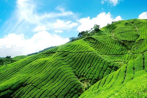 6 dages Sri Lanka privat arv tur
