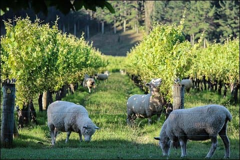 Shore Excursion: Napier/ Hawke's Bay & Premium Wineries tour