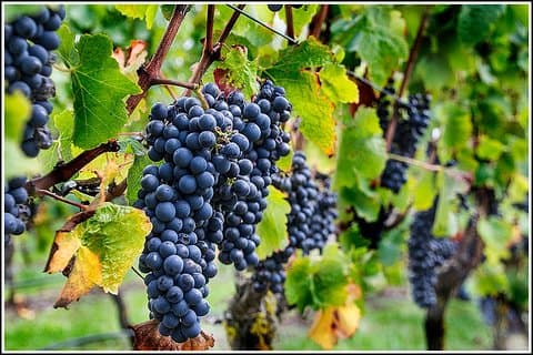 Small Group - Half-Day Hawke's Bay Winery Tour