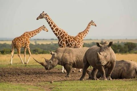 1 jour Olpajeta Conservancy de Nairobi (minimum 2 personnes)