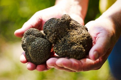 TOPP TRYFFEL & VIN - Jakt & provsmakning i Istrien, Slovenien