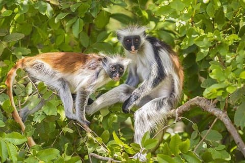 Zanzibar Jozani Forest tour, Salam Cave and the Rock restaurant