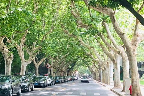 4-Hour Private Former French Concession Walking Tour with Dim Sum
