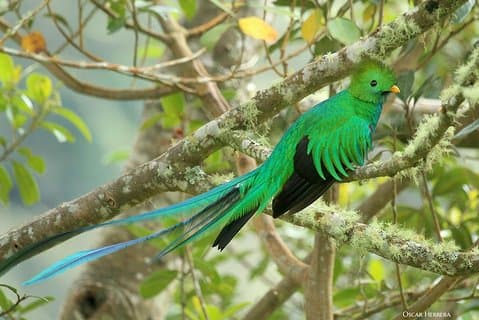 Los Quetzales National Park and Coope-Dota Coffee Experience