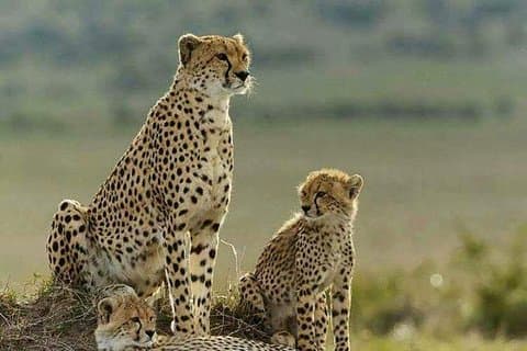 3 jours d'expérience de safari en camping à prix réduit dans le Masai Mara