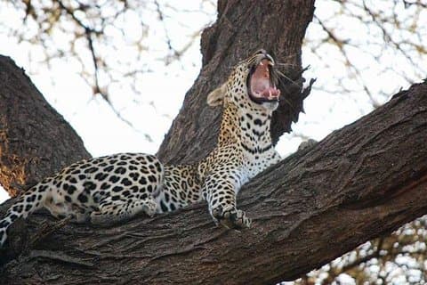 5-daagse Tsavo [Oost & West] Amboseli & Taita Wildlife Park Safari Expedition