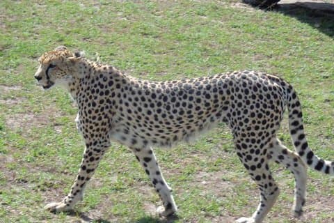 3 dagen in Masai Mara