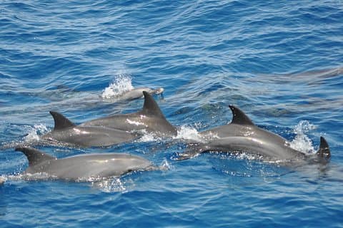 Tour dei delfini a Hurghada