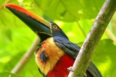 Manuel Antonio Park Tour and its Amazing Wildlife and Beaches