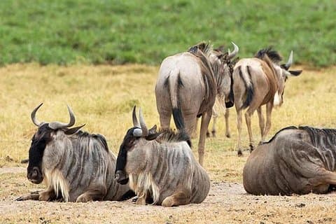 4 jours de Masaï Mara et du lac Naivasha à partir de Nairobi