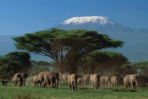 15 dages klassisk Kenya & Tanzania + Zanzibar strandferie