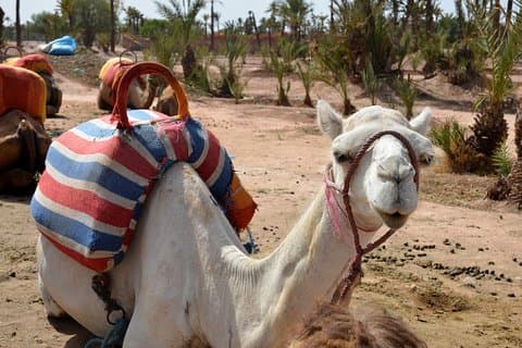 Marrakech guidet tur fra Casablanca med kameltur