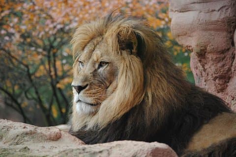 Parco nazionale di Nairobi Game drive dalle 6:00 alle 12:00