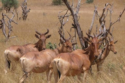PARC NATIONAL DE NAIROBI