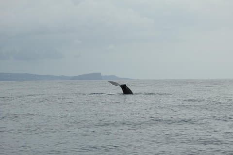 Whale Watching + Island Goats / Water4fun