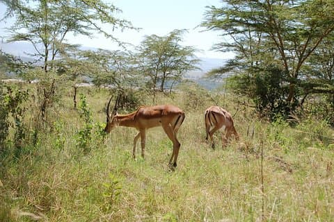 5 Tage Best Of Kenya Safari