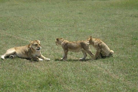 4 Days Masai Mara Migration Safari