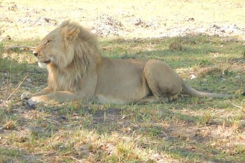 3-Day Moremi Game Reserve- by Walking Stick Safaris
