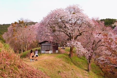 Kyoto Tagesausflug nach Nara mit einem Einheimischen – privat & personalisiert