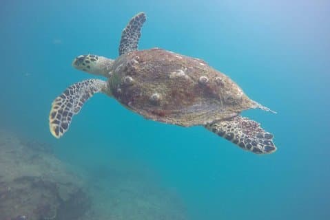 Due immersioni in barca in due diversi siti di immersione Solo subacquei certificati