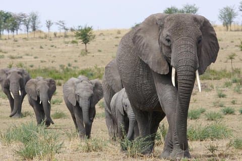 3 dage Tanzania kort og krydret