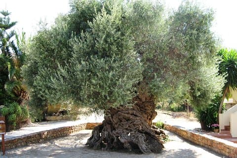 Wine and Olive Oil Tasting Private Tour (price per group of 6)