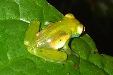 Tour notturno condiviso di Monteverde