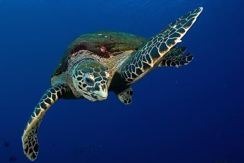 Snorkeling em grupo pequeno (máximo de 5 pessoas): Tartarugas às 7h30