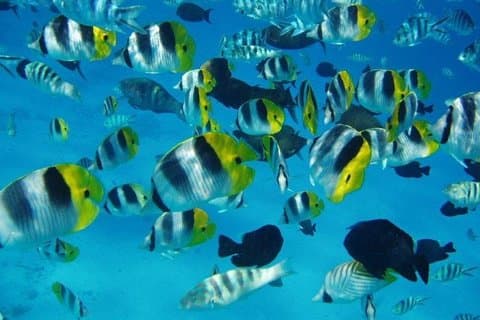 Mergulho em grupo pequeno (máximo de 5 pessoas): naufrágios e peixes tropicais às 13h