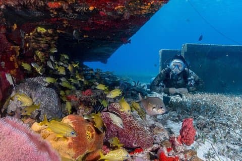 Prova le immersioni subacquee - Nessuna esperienza precedente!